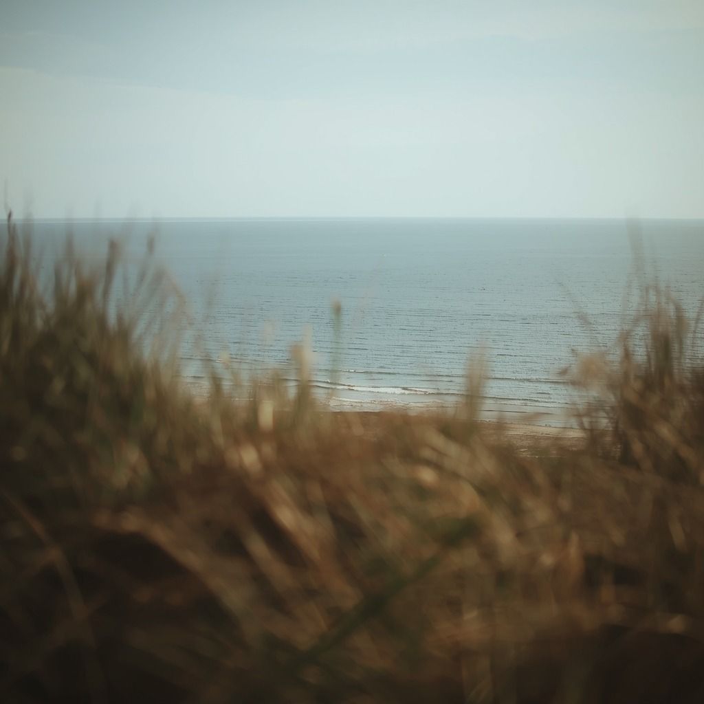 Vista do mar entre a vegetação de duna (imagem ilustrativa)